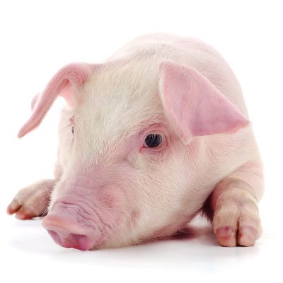 Pig who is represented on a white background