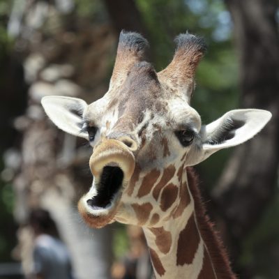 A Giraffe in a Zoo Looks Like It's Singing a Song