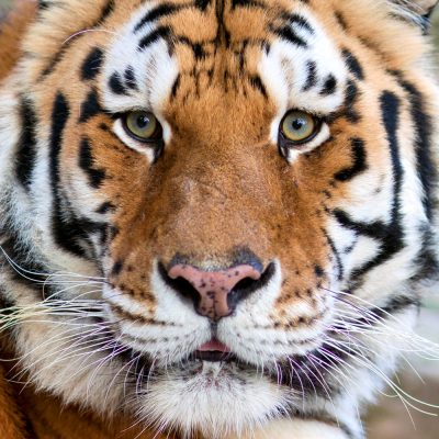 Close-up of a Tigers face with lot of copy space