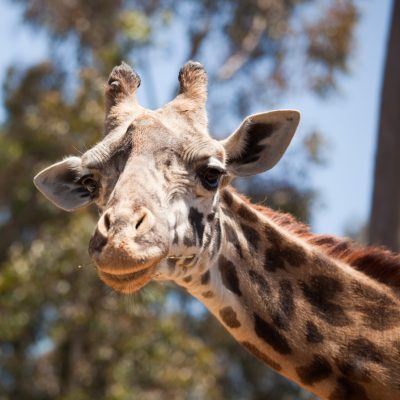 Close-up of a Majestic Giraffe Head with Narrow Depth of Field.