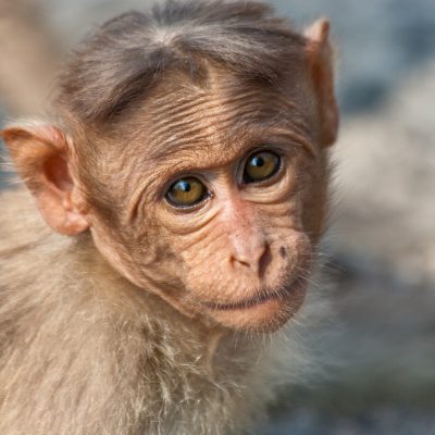 Baby bonnet macaque in Bandipur National Park, India.