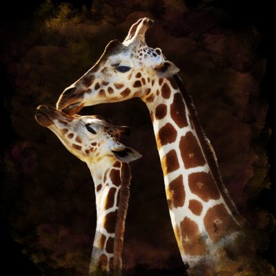 Watercolor Digital Painting Of  Mother And Baby Giraffes On Dark Background