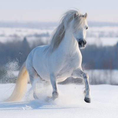 Gray Welsh pony galloping on snow hill