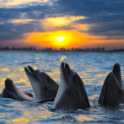 The bottle-nosed dolphins in sunset light